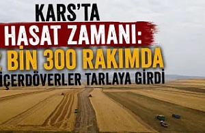 Kars’ta Hasat Zamanı: 2 Bin 300 Rakımda Biçerdöverler Tarlaya Girdi