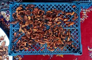 Kayısılar Güneşe Serildi, Kış Hazırlıkları Başladı