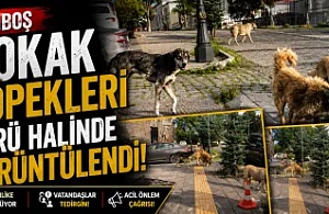 Başıboş Sokak Köpekleri Sürü Halinde Görüntülendi