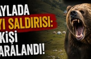 Yaylada Ayı Saldırısı: 1 Kişi Yaralandı