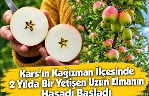 Kars’ın Kağızman İlçesinde 2 Yılda Bir Yetişen Uzun Elmanın Hasadı Başladı
