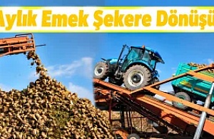 Kars’ın Bereketli Topraklarında 6 Aylık Emek Şekere Dönüşüyor