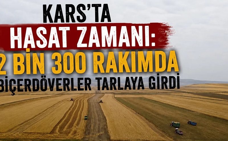 Kars’ta Hasat Zamanı: 2 Bin 300 Rakımda Biçerdöverler Tarlaya Girdi