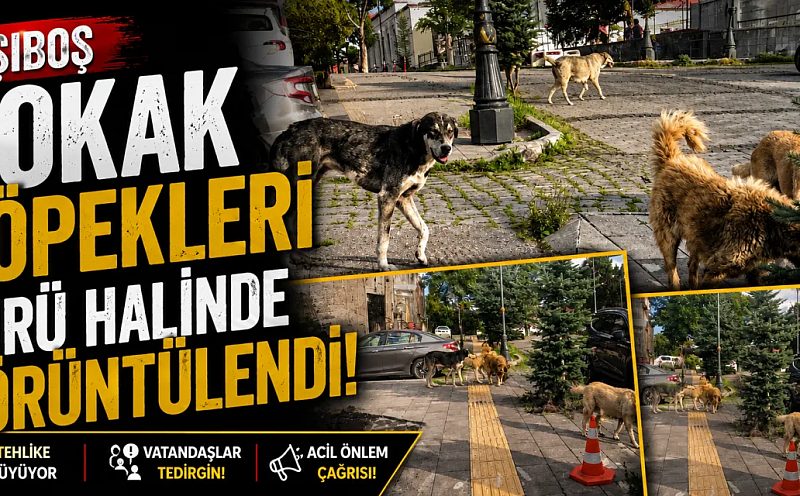 Başıboş Sokak Köpekleri Sürü Halinde Görüntülendi