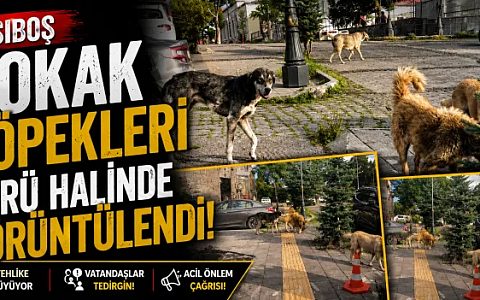 Başıboş Sokak Köpekleri Sürü Halinde Görüntülendi