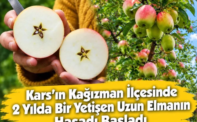 Kars’ın Kağızman İlçesinde 2 Yılda Bir Yetişen Uzun Elmanın Hasadı Başladı