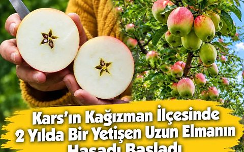 Kars’ın Kağızman İlçesinde 2 Yılda Bir Yetişen Uzun Elmanın Hasadı Başladı