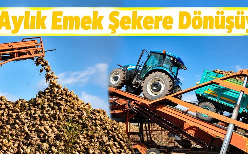 Kars’ın Bereketli Topraklarında 6 Aylık Emek Şekere Dönüşüyor