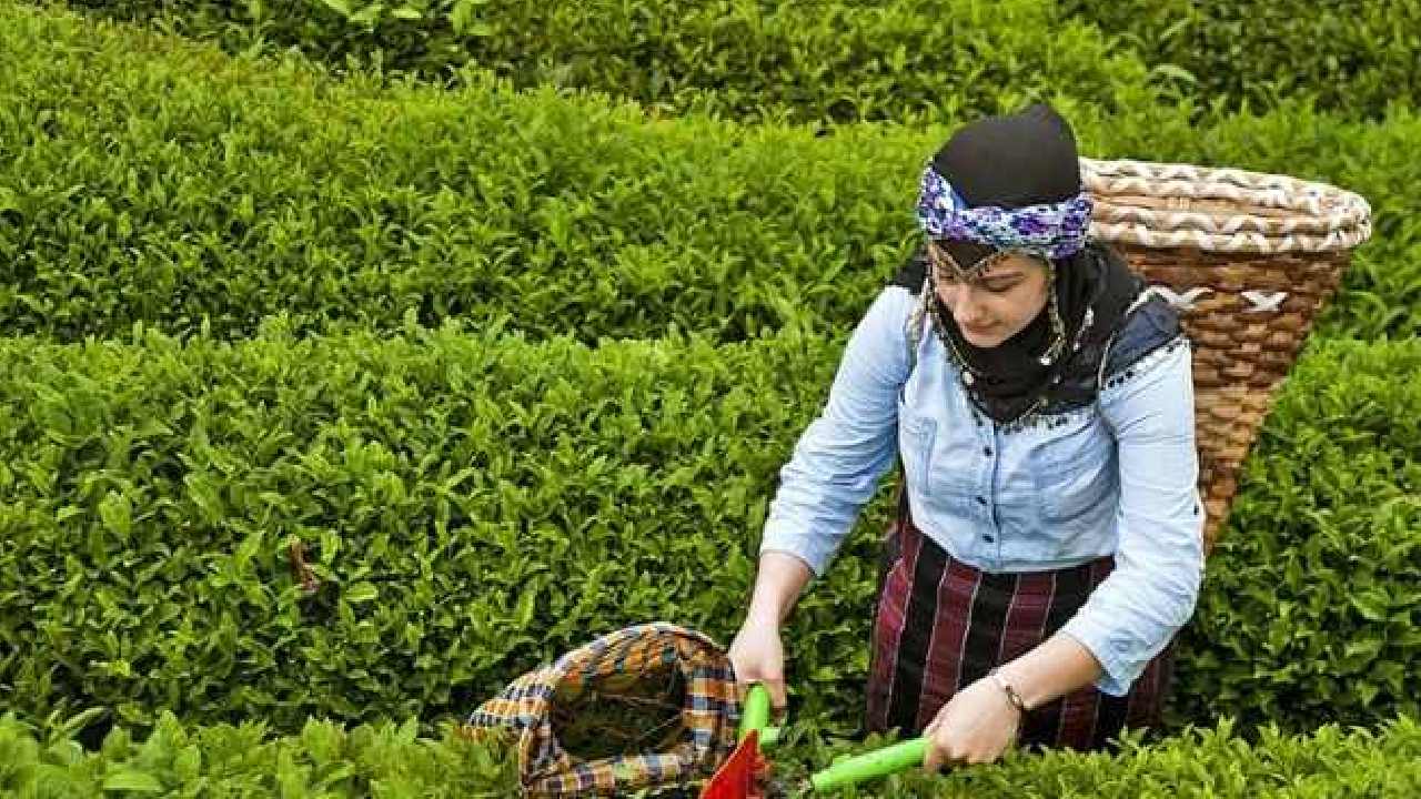 ÇAYKUR Çay
