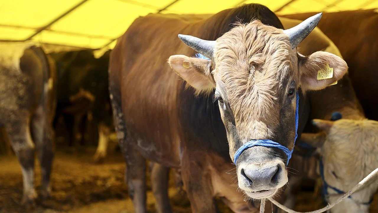 Kurbanlık İnek