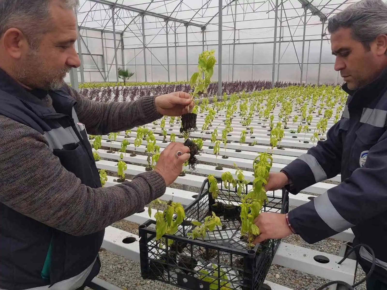 Akuaponik ve hidroponik seralarda üretilen fesleğenler şehri süsledi
