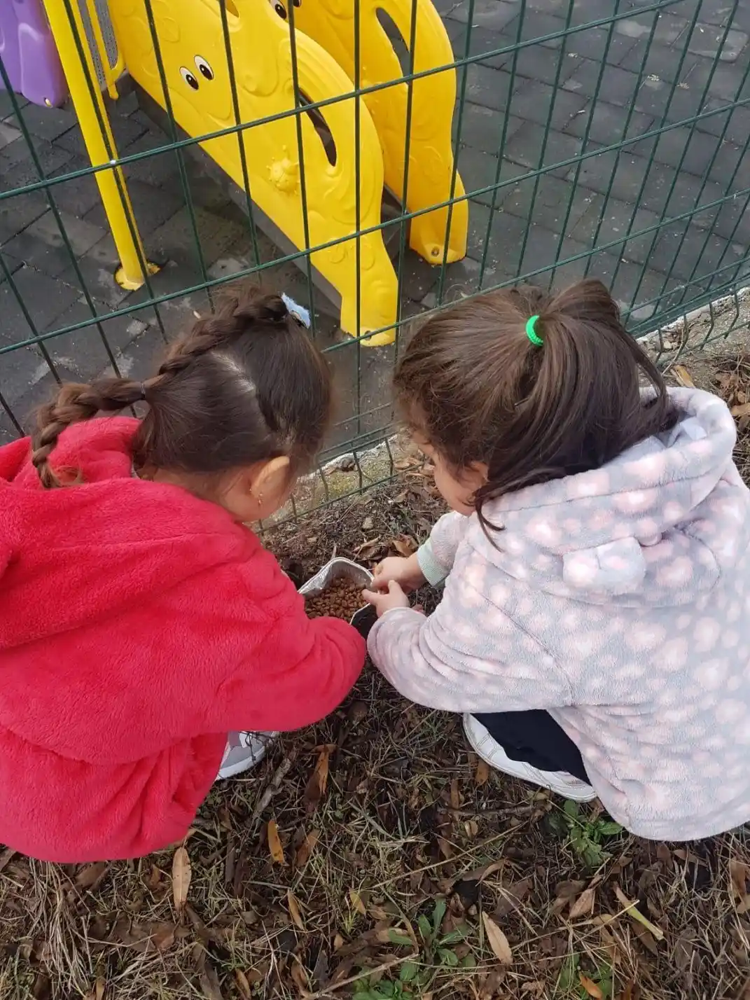 Anaokulu öğrencileri sokak hayvanlarının yem ve su ihtiyacını karşıladı
