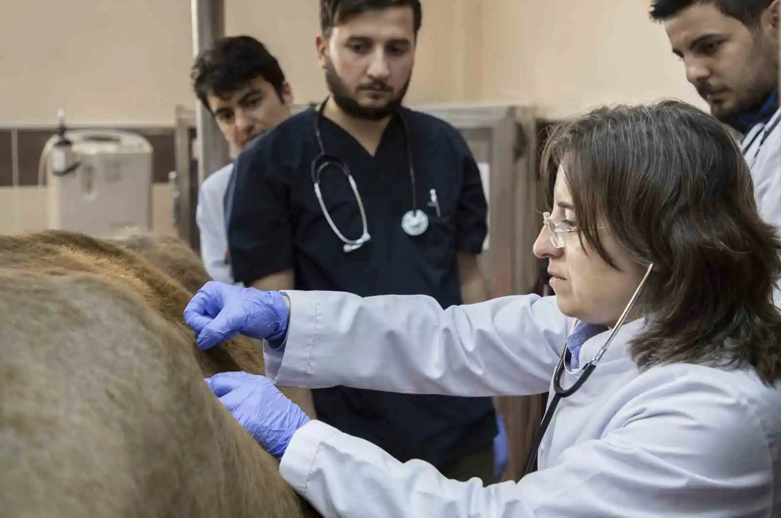 Atatürk Üniversitesi hayvan hastanesi, bölgesine ‘can’ katıyor
