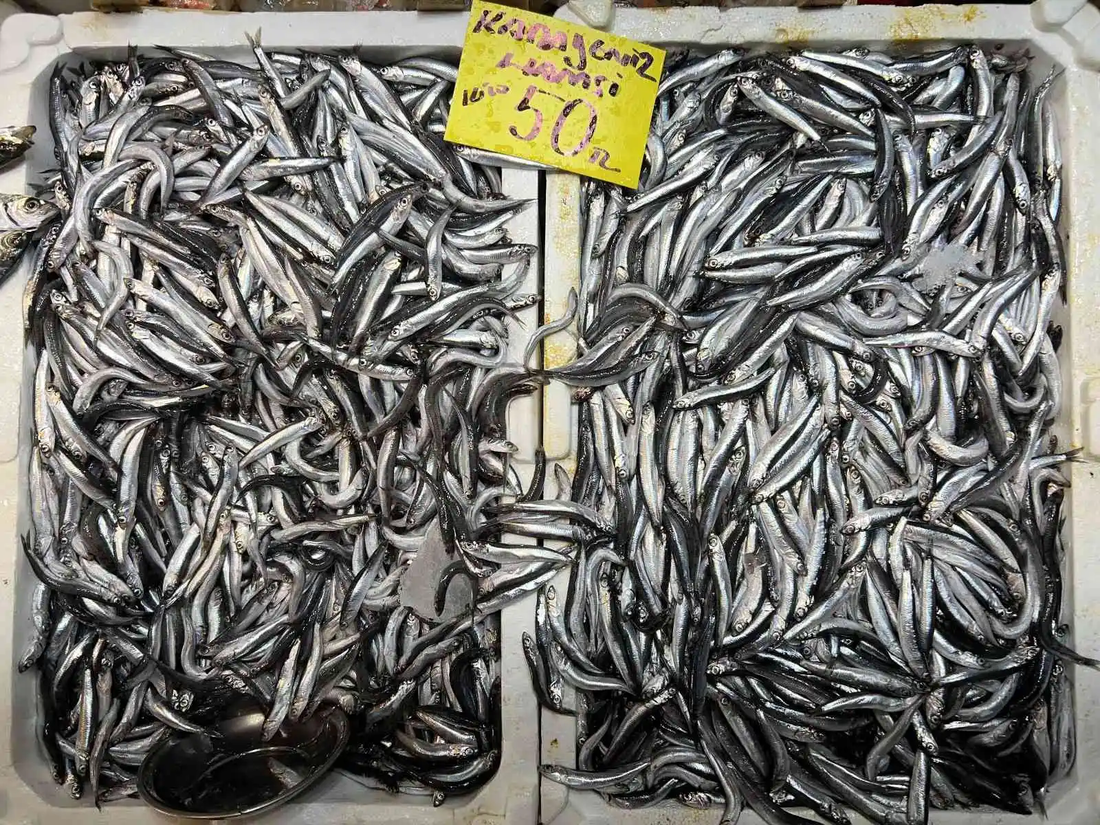 Balık tezgahlarında hamsi bolluğu yaşanıyor