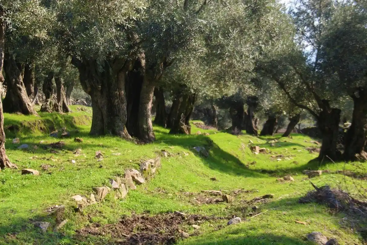 Bilinçsizce açılan zeytin yolları, Aydın tarihinin izlerini yok ediyor
