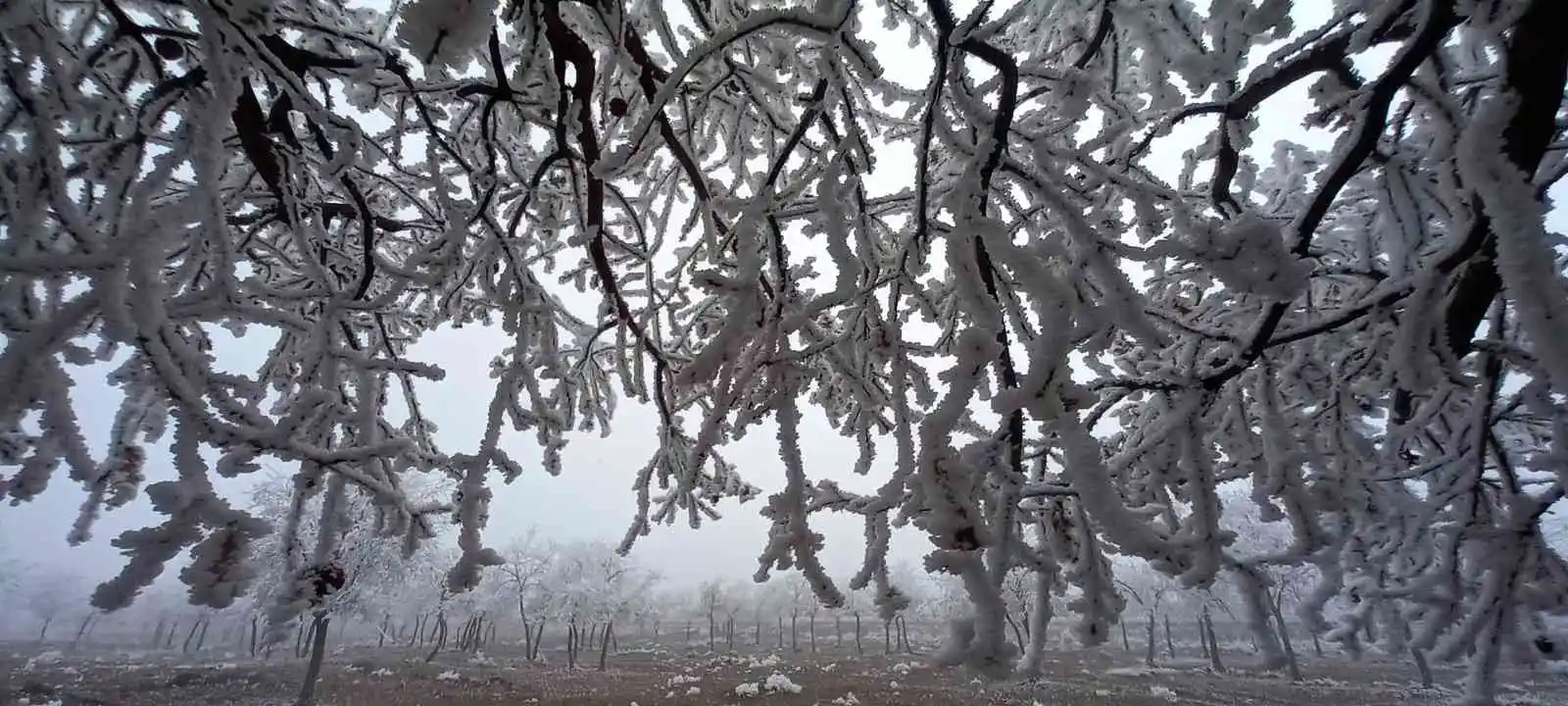 Bitlis’te kırağı tutan ağaçlar kartpostallık görüntü oluşturdu
