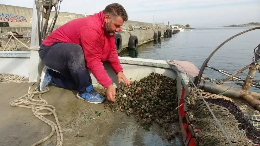 Deniz salyangozu ihracatından 2 yılda 33 milyon 507 bin dolar döviz girdisi sağlandı
