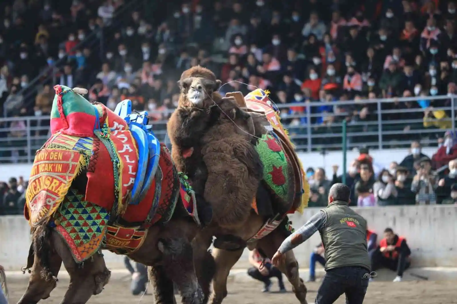 Denizli’de hafta sonu 120 pehlivan deve güreşecek
