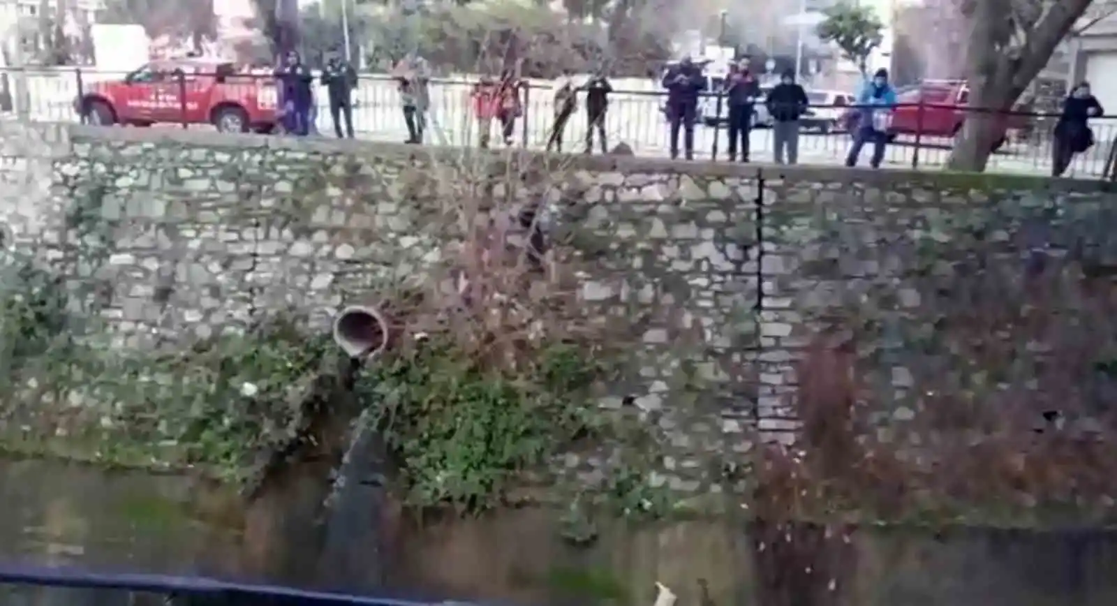 Derede mahsur kalan kediyi itfaiye ekipleri kurtardı
