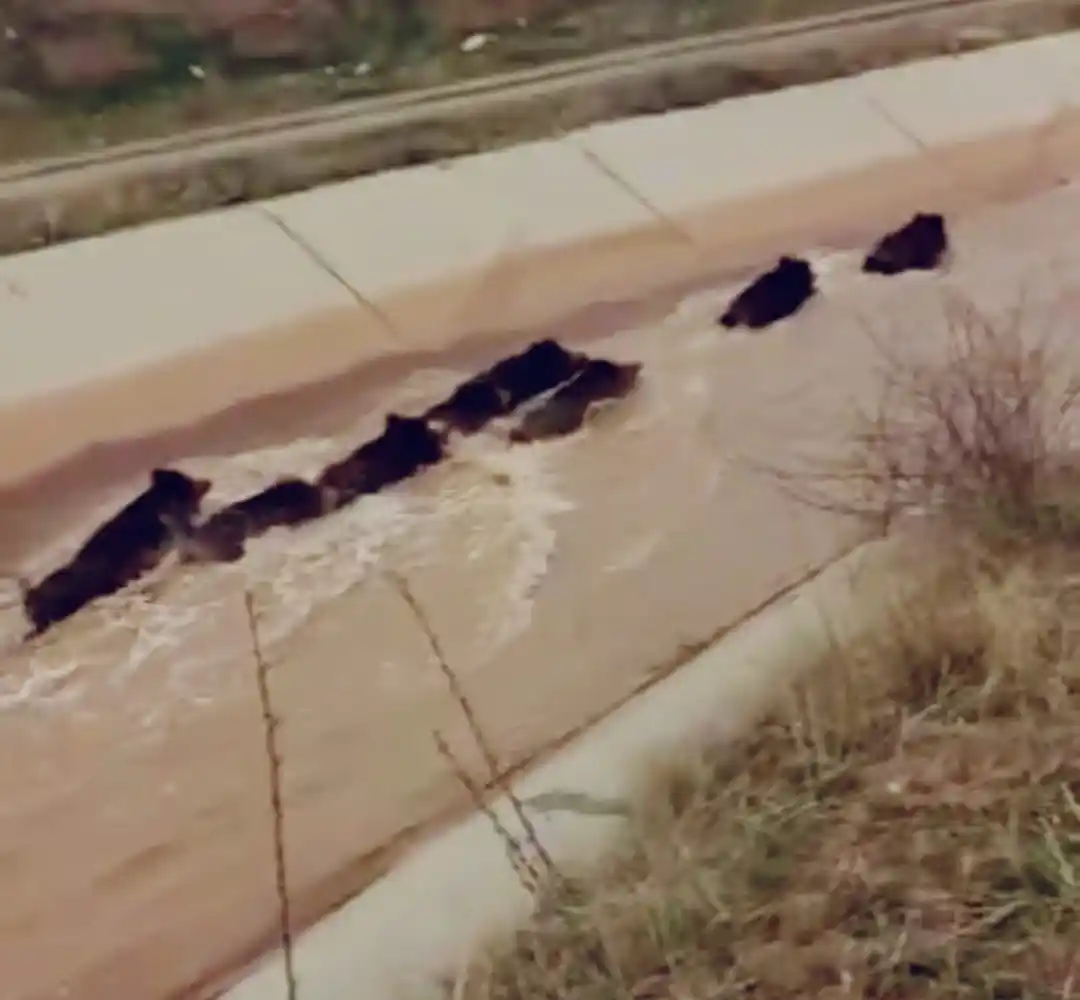 Diyarbakır'da domuzlar su kanalında görüntülendi
