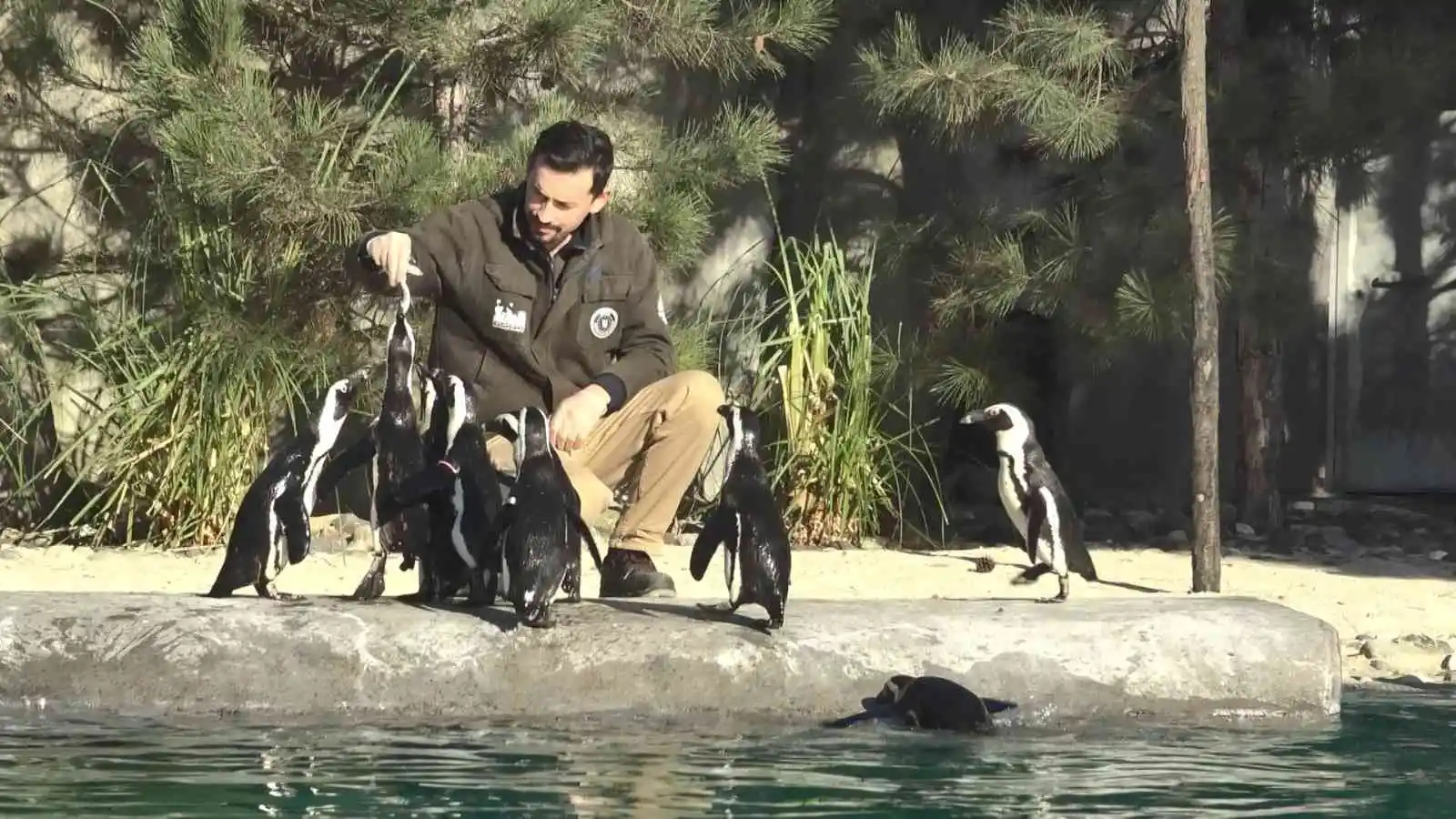 Dünya Penguen Günü'nde sardalya sürprizi