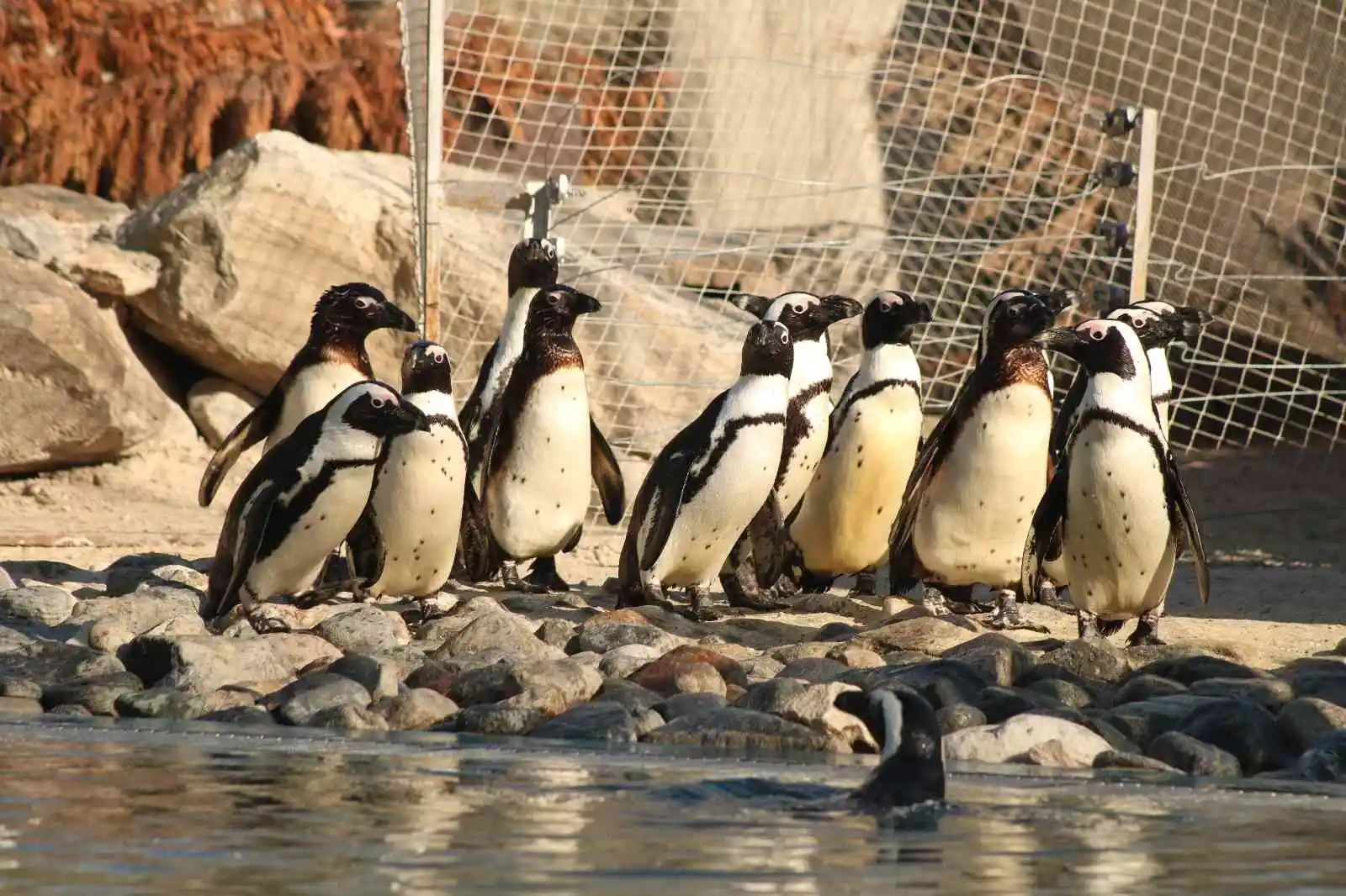 Dünya Penguen Günü’nde sardalya sürprizi
