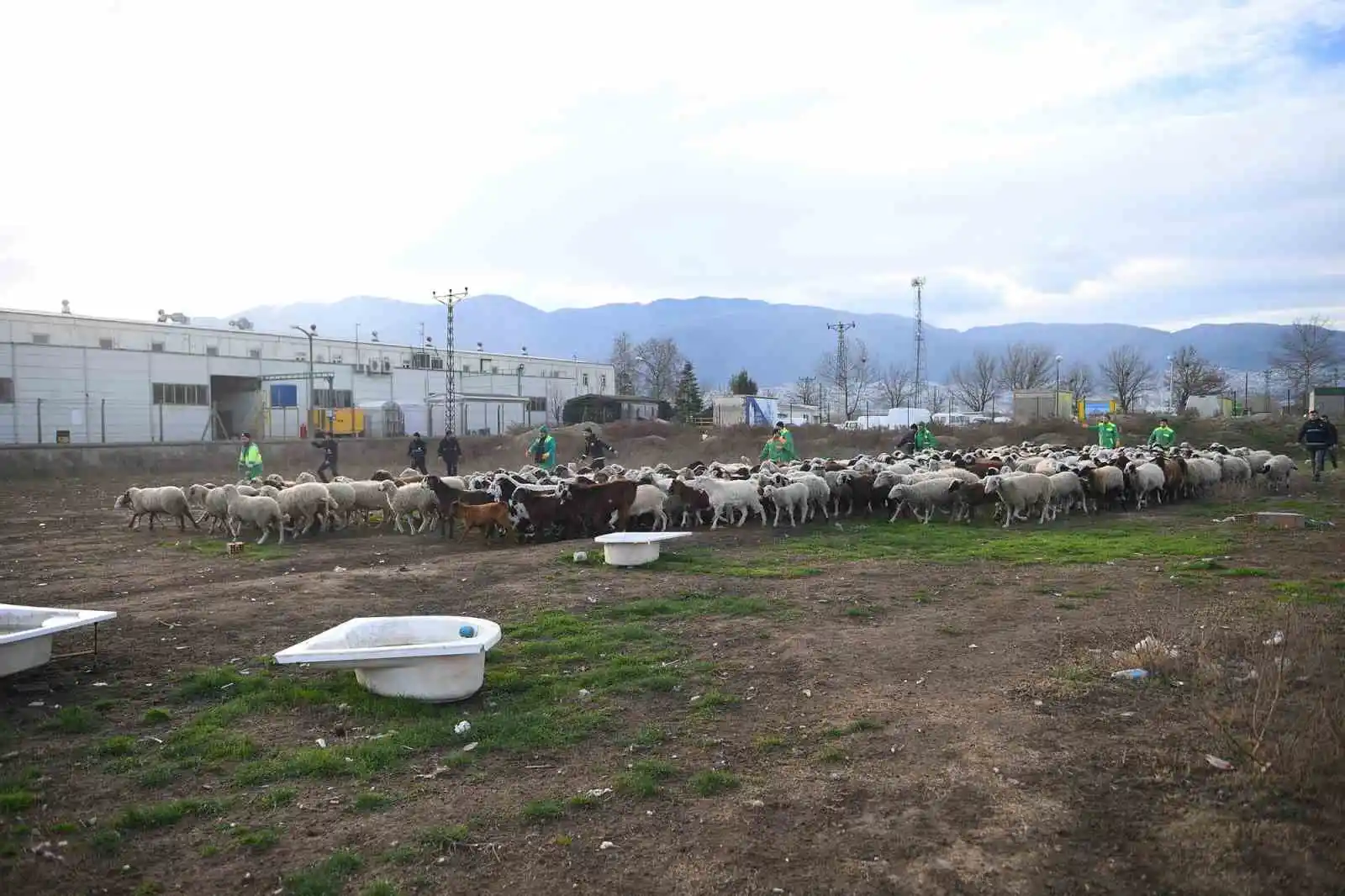 Ekili arazilere zarar veren koyunlara zabıta müdahale etti