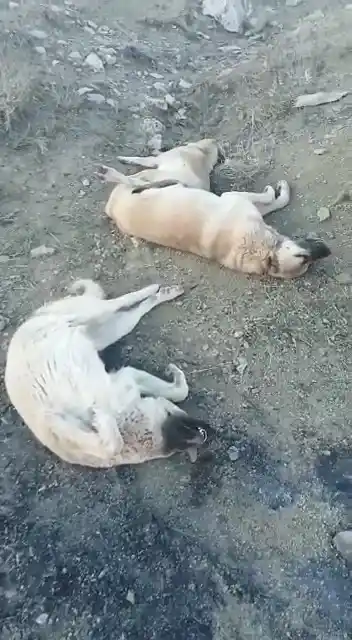 Elazığ'da köpek katliamı: 10 köpek zehirlendi
