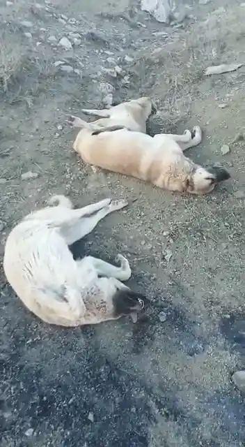Elazığ'da köpek katliamı: 10 köpek zehirlendi