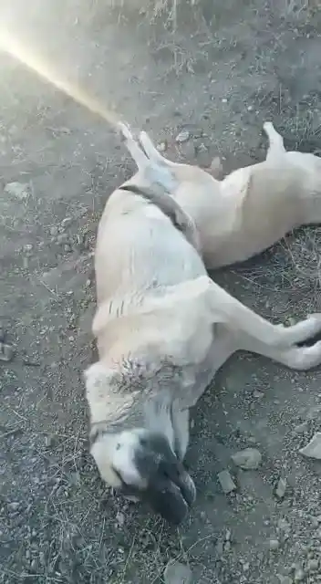 Elazığ’da köpek katliamı: 10 köpek zehirlendi
