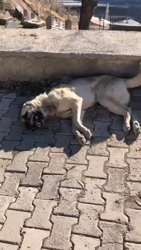 Elazığ’da köpek katliamı: 10 köpek zehirlendi
