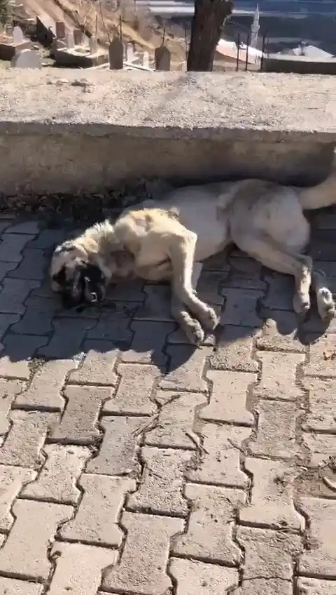 Elazığ’da köpek katliamı: 10 köpek zehirlendi