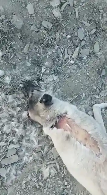 Elazığ’da köpek katliamı: 10 köpek zehirlendi
