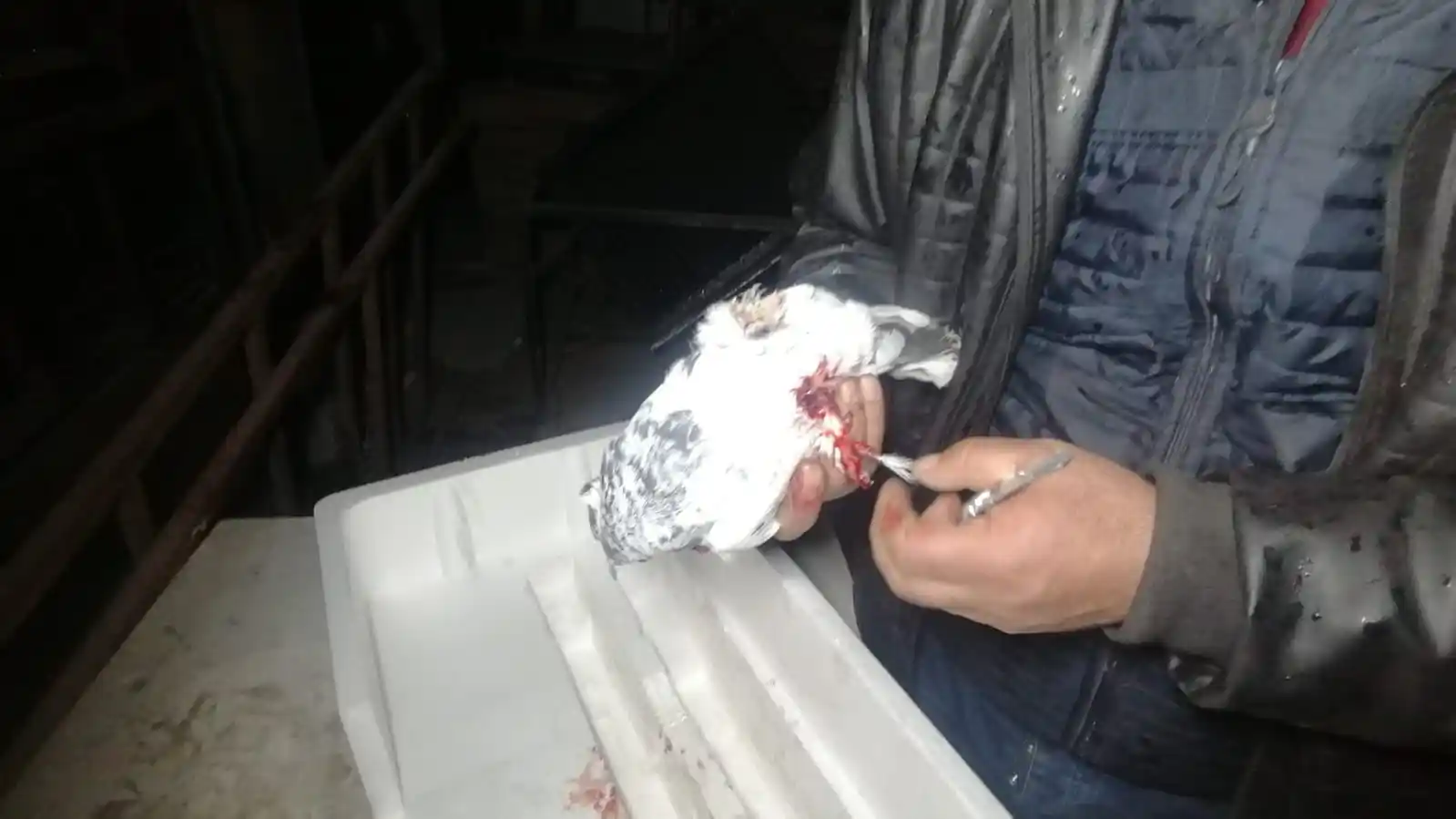 Fırtına kafesleri devirdi, güvercinler telef oldu