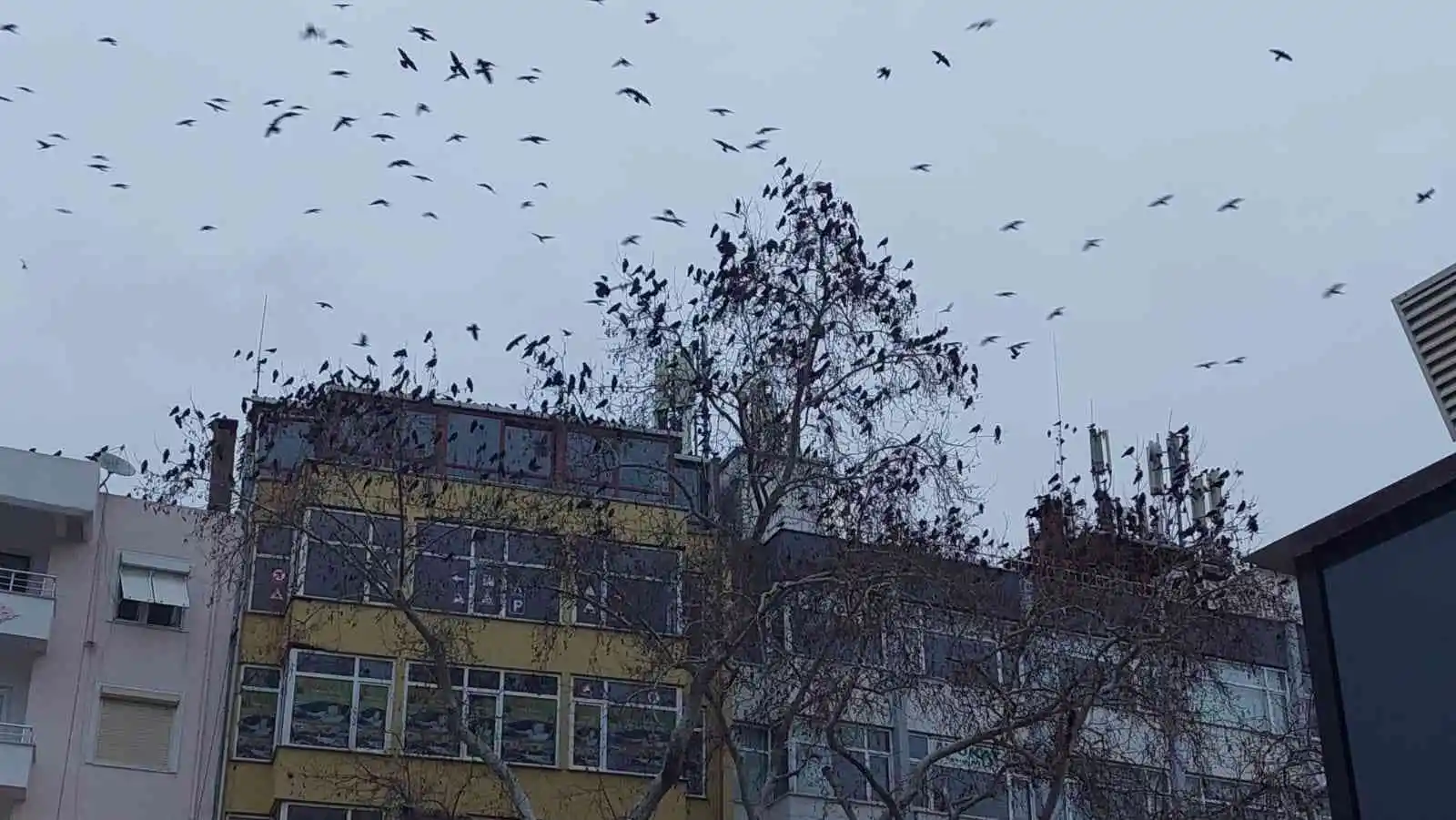 Gökyüzünü kaplayan karga sürüsü korku filmlerini aratmadı
