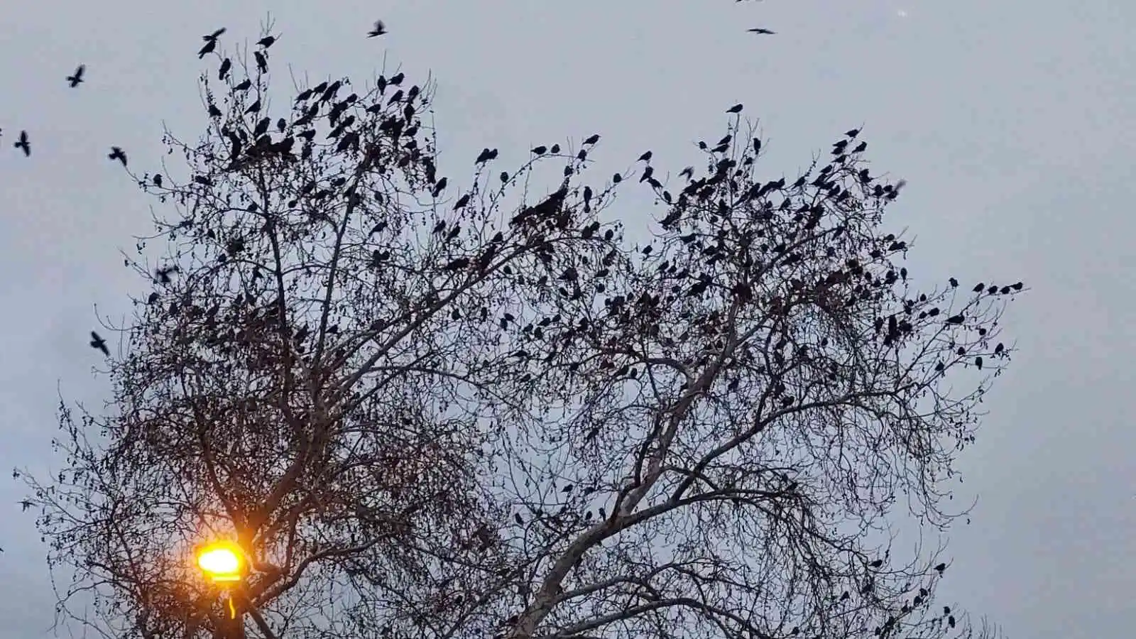 Gökyüzünü kaplayan karga sürüsü korku filmlerini aratmadı
