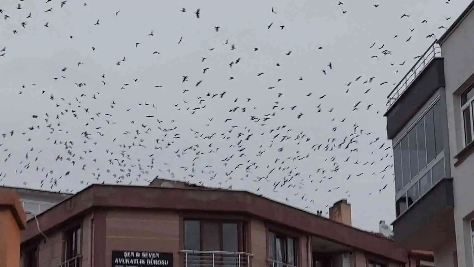 Gökyüzünü kaplayan karga sürüsü korku filmlerini aratmadı