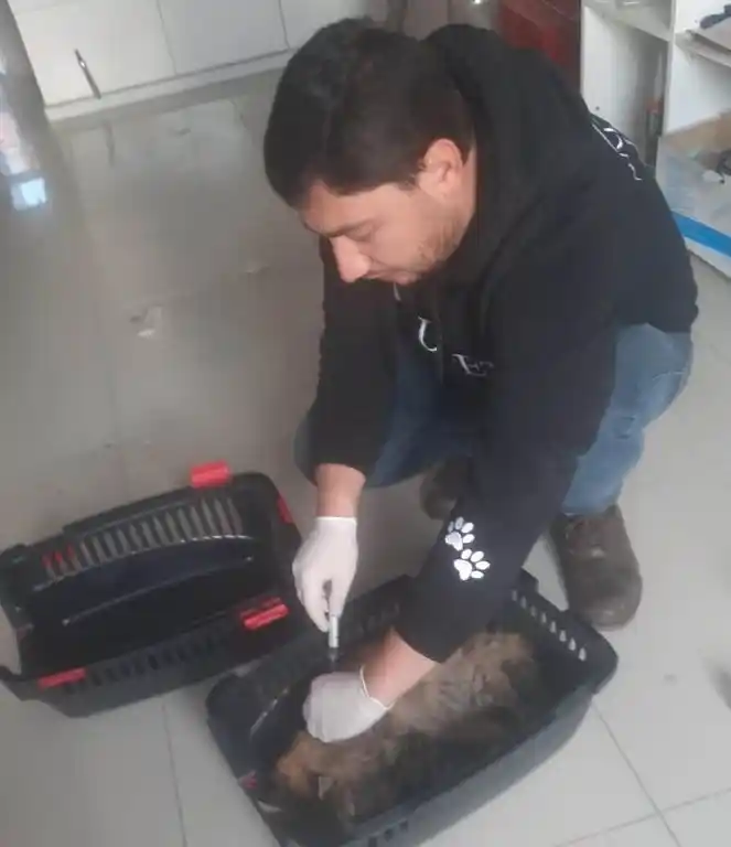 Hisarcık’ta yaralı kediye belediye ekipleri sahip çıktı