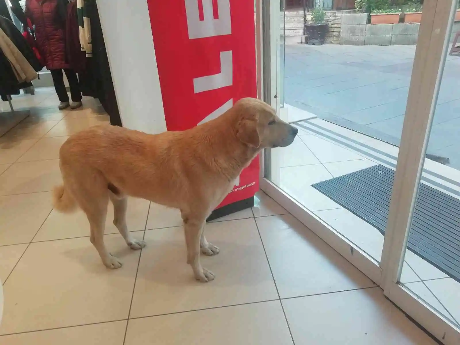 İşletmenin sürekli müşterisi olan sevimli köpek