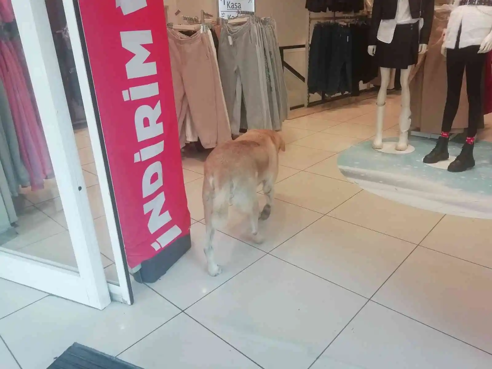 İşletmenin sürekli müşterisi olan sevimli köpek