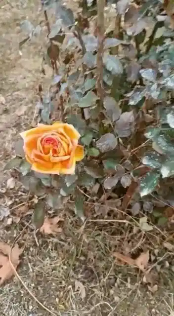 Kış ortasında güller açtı, vatandaşlar şaşırdı