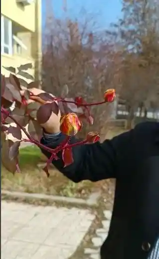 Kış ortasında güller açtı, vatandaşlar şaşırdı
