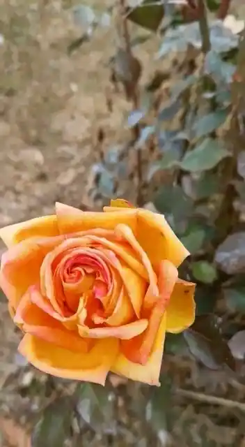 Kış ortasında güller açtı, vatandaşlar şaşırdı
