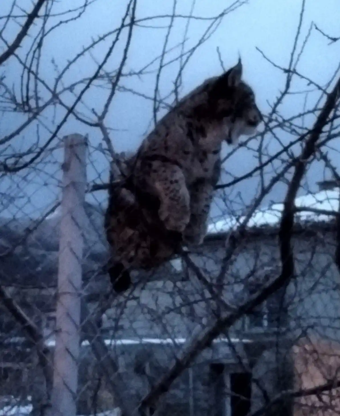 Köpeklerden kaçan vaşak tel örgüde asılı kaldı, görenler şaşkınlık yaşadı