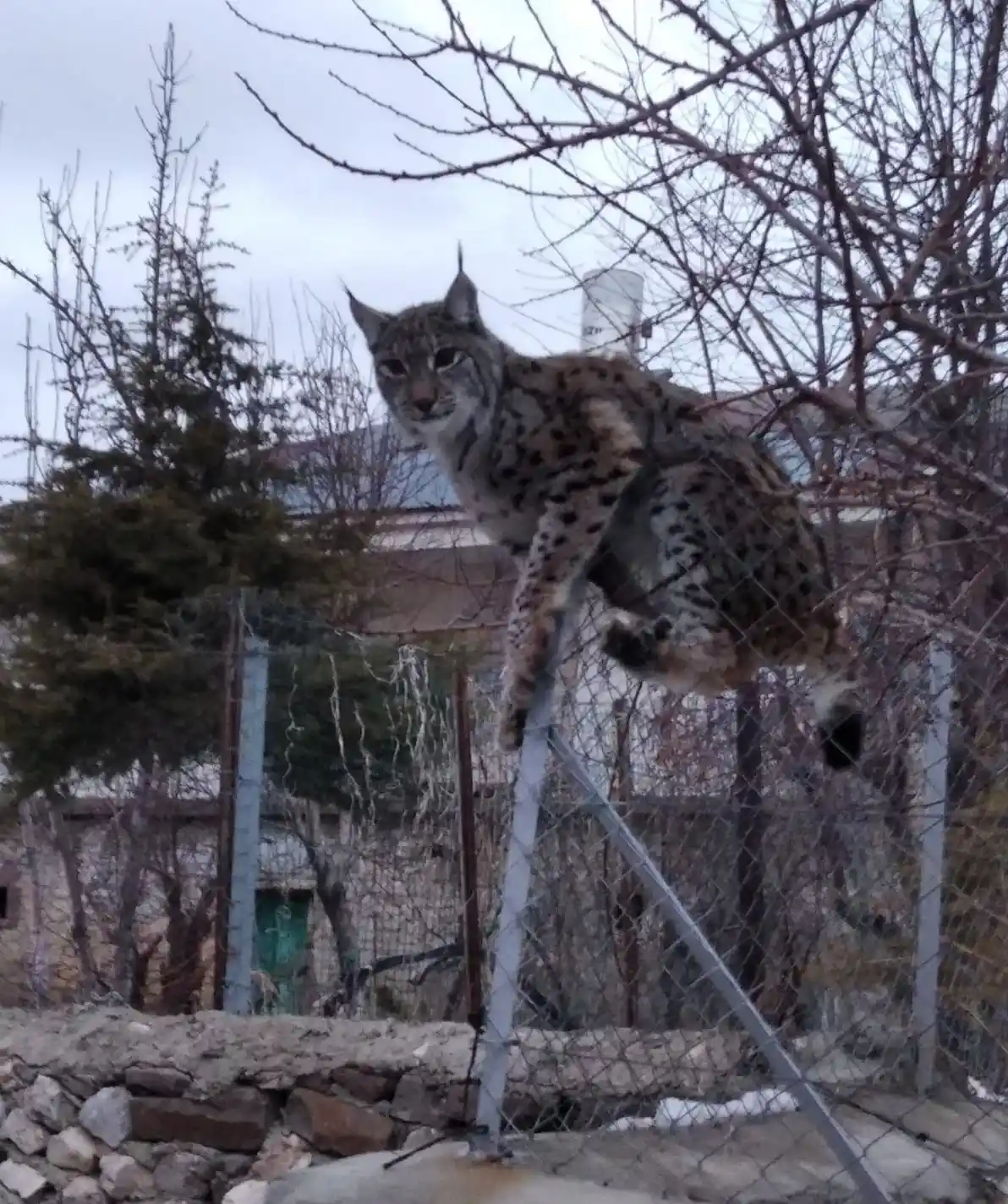 Köpeklerden kaçan vaşak tel örgüde asılı kaldı, görenler şaşkınlık yaşadı