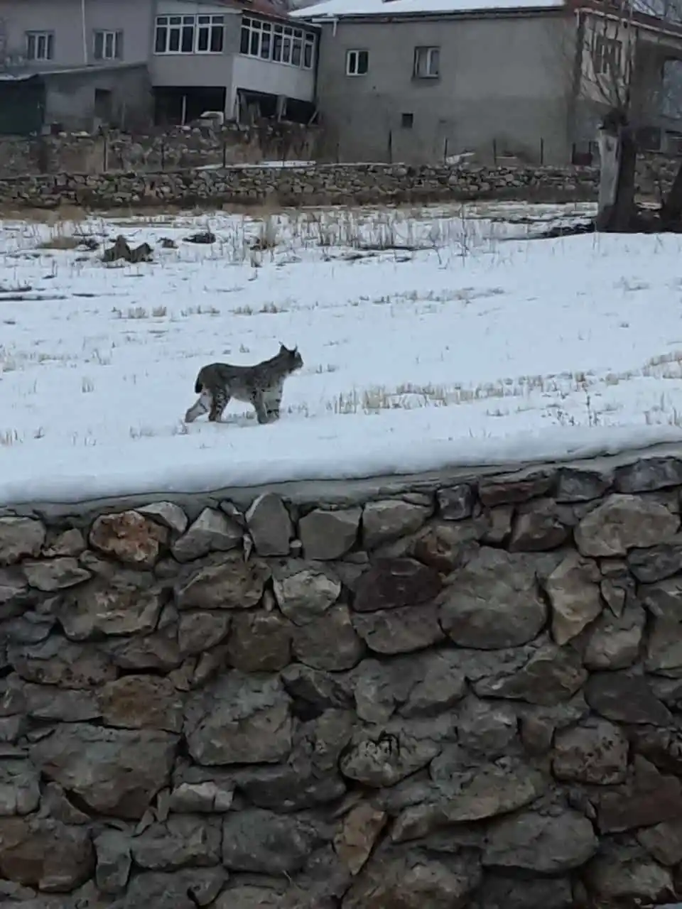 Köpeklerden kaçan vaşak tel örgüde asılı kaldı, görenler şaşkınlık yaşadı