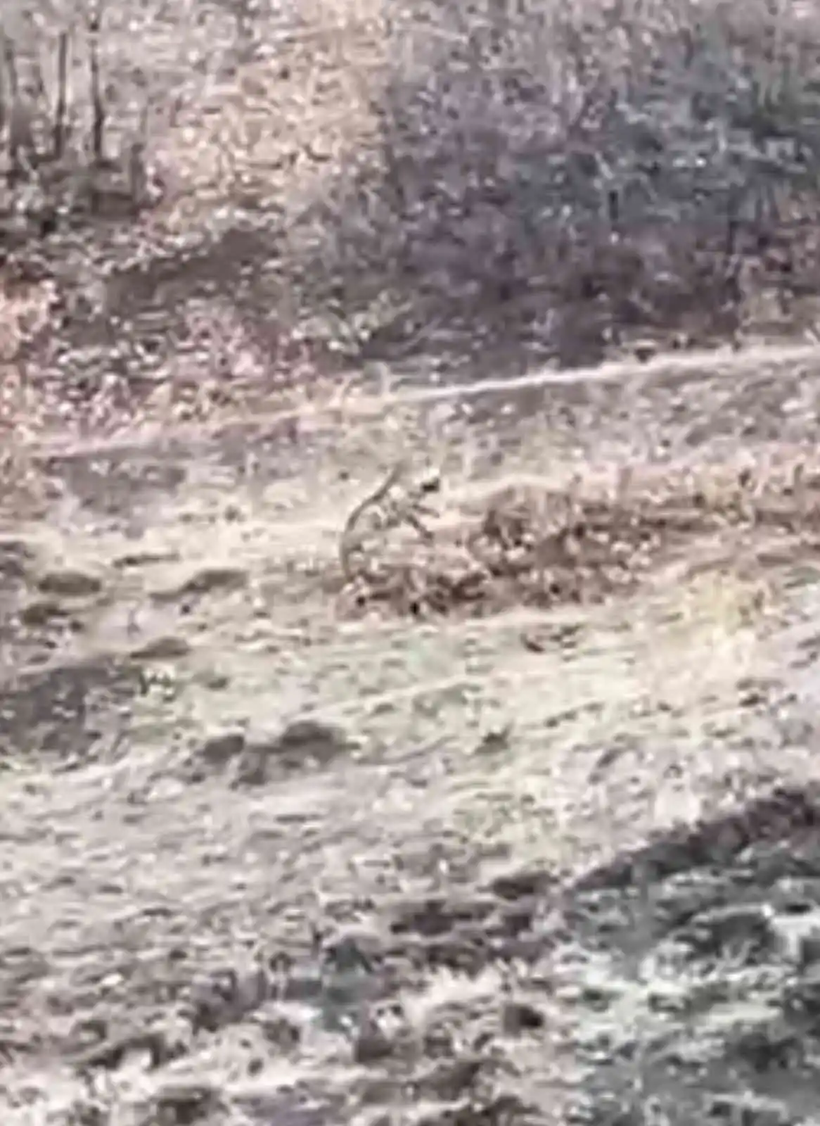 Nesli tükenme tehlikesi altındaki çizgili sırtlan Elazığ’da görüntülendi

