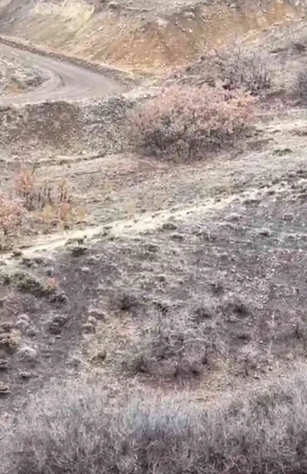 Nesli tükenme tehlikesi altındaki çizgili sırtlan Elazığ’da görüntülendi
