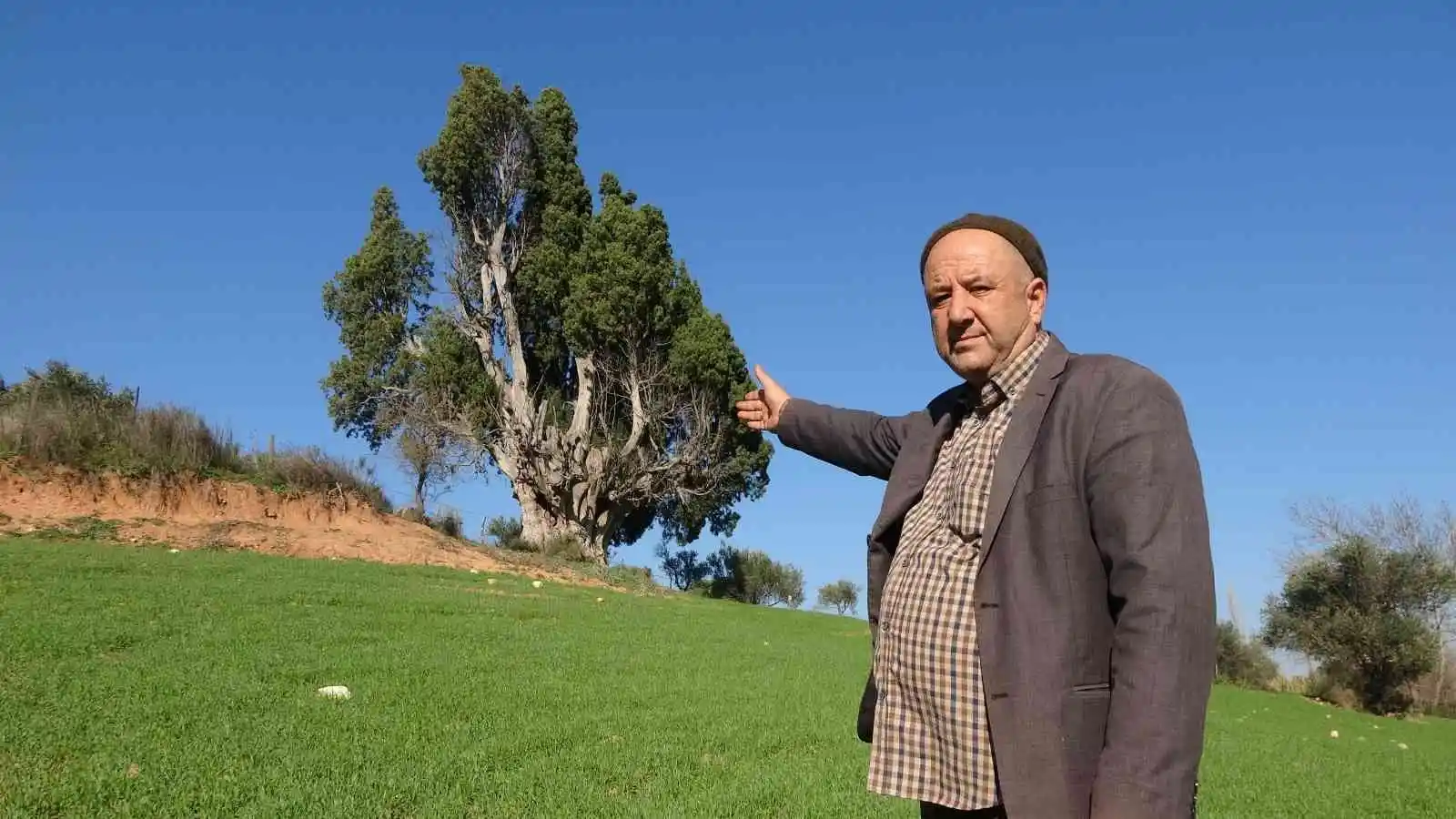 (Özel) 2 bin 500 yıllık olduğu öne sürülen dev selvi ağacının tescillenmesini istiyorlar
