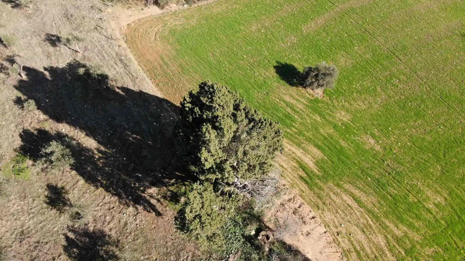 (Özel) 2 bin 500 yıllık olduğu öne sürülen dev selvi ağacının tescillenmesini istiyorlar